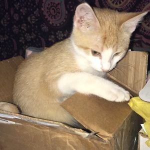 Kitten to go a good home (jk)